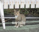 かわいい猫の画像データ提供します のら猫可愛いくて癒されますね。 イメージ4
