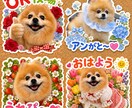 ペットの写真から小物付きの可愛いスタンプ作ります ペット写真から作る愛らしくらぶりぃで可愛いＬＩＮＥスタンプ イメージ9