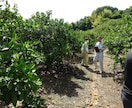 美味しいみかんの栽培方法をイチから教えます 庭先みかん、みかん経営で、美味しいみかん作りを目指すあなたへ イメージ1