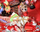 楽しくワンコにしつけと技を教えられます お座りから吠えろまでモデル犬に必要なスキル習得が出来ます イメージ2