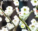 写真の補正・合成・切り抜き承ります WebでもSNS用にも使えます! イメージ2