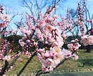 写真提供します 風景。三千円より安く提供します イメージ2