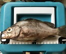 釣り場教えます 海釣り、川釣のポイント、各種魚類別 イメージ2