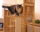 猫限定！！猫についてのお悩みや飼い方を相談できます キャットケアスペシャリスト・キャットシッターが回答します。 イメージ5