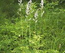 山野草の寄せ植え　コーディネートします ガーデニングで日本の植物の生態を楽しく学びましょう！ イメージ5