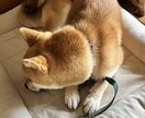 女性限定　あなたを安心させて話せる電話相談します あなたの気持ち、全部受け止めます イメージ1