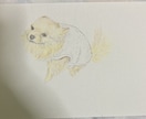 可愛いペットの似顔絵お描きします 色鉛筆を使って温かく柔らかな印象に仕上げます！ イメージ3