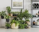 観葉植物の質問にお答えします 観葉植物、多肉植物を中心に植木の質問全般を受付けております！ イメージ1