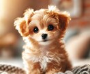 魂でつながる、愛しいペットの声をお届けします 言葉にできない想いを、霊感とタロットでそっと紡ぎます イメージ6