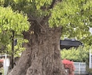 誰にでも❗️出来る最高の健康の秘訣を教えます 世の中では、あまり、知られていない秘訣です‼️ イメージ4