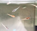 メダカの飼育をサポートします "メダカを上手く飼育できない"を解決します イメージ2