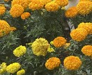 お話聞くのが大好きで、いっぱい話せたらと思います いっぱいいっぱいお話しましょう！！！ イメージ1