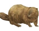 動物イラスト作成します リアルな精密画からデフォルメまで イメージ4
