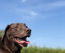 ドッグトレーナーが愛犬との向き合い方を教えます ワンちゃんについての悩みを解決しよう！ イメージ3