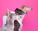 浜松市で愛犬専門の出張撮影いたします ご自宅で自然な表情を丁寧に撮影します イメージ2