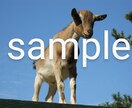 動物写真(ヤギ特集)を提供します ヤギたちの可愛くて癒される写真です♪ イメージ1