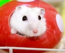 あなたとペットの笑顔のために癒しをお届け致します 愛するペットとの絆を深め、心と心を繋ぎ愛を育むヒーリング イメージ3