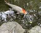 癒しの声を提供します 相談の後は笑顔になれる、どんな悩みも聞かせていただきます イメージ4