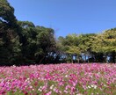 パニック・不安障害を乗り越える方法をお伝えします 薬なしで8年かけて自力で克服した経験者が親身に寄り添います イメージ1