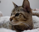 あなたのパートナーがきらめく瞬間を撮影いたします あなたとパートナーとの最高の時間を切り抜きます。 イメージ2