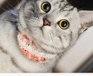 福岡の猫好きがあなたを癒します 色んな話しをして1日の疲れをとります!! イメージ4