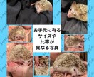 複数の写真を１枚にまとめてレイアウトします 日常／商品紹介／告知／推し活など用途に合わせ幅広く対応します イメージ2