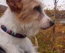 動物さんのオーラをみます 現在のオーラで心身状態を見させて頂きます イメージ1