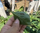 元JA指導員が家庭菜園の野菜作りを支援します ネットの情報に頼らない。植物生理に基づきあなたの畑を診断。 イメージ4