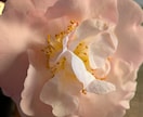 軽やかに生きる…アラ還世代の心の声聞きます 人生後半の未知の旅…心を解放して自由に楽しく生きる為に… イメージ1