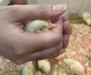 薬剤師✖️心理カウンセラー　独自視点相談乗ります あなた様の貴重なお時間を私に預けて頂けませんか？ イメージ1
