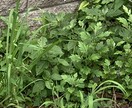 携帯とパソコンがんめ背景使えます パソコンと携帯背景用、後から動物とかおもちゃとかいっばいだね イメージ3