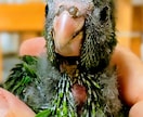 インコを飼いたい方相談にのります インコ３０羽飼いの私ならお手伝いできるかもしれません。 イメージ1