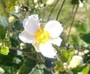 お花からのメッセージをお伝えします 気になったお花のお写真から、お花のメッセージをお伝えします イメージ8