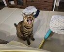 写真を絵に！繊細なイラストを制作いたします 【イラスト】あなたの大切な写真を基にしたイラストを提供します イメージ5