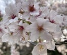気になるあの人がどう思っているかを占います お試しください！たぬきちんのわかりやすい占い！ イメージ1