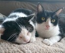 カレンダーやパンフレットに使います 可愛い兄弟猫ちゃん達。仲良し兄弟！ イメージ10