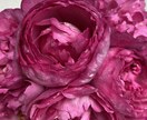 お花と繋がり霊視で【チャット】メッセージを降します 今の悩み、心配事、なんでもお花に聞いて、お答え致します。 イメージ2