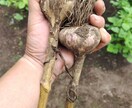 54歳現役職人のリアルな肉体で着用モデルをします 上腕43cmのタフな体躯・無骨な手元【法人限定】 イメージ8