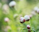 もつれを紐解き真実の愛へと導きます あなた自身であるハイヤーセルフに繋がり、悩みを解放します イメージ1