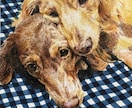 格安！リアルな愛犬、愛猫イラストを描きます プレゼントやメモリアルイラスト、お部屋に飾るのにオススメ☆ イメージ1