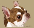 想いを乗せたイラストを描きます 飼い主さまの愛情をヒアリングし、イラストに生かします。 イメージ9