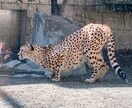 思い出の写真ます 可愛い動物の写真です！見て癒されて！ イメージ3