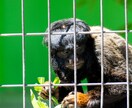 東山動物園の可愛い動物の写真を撮ります 可愛らしい動物の写真で癒されたい方へ イメージ4