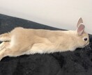飼いたい人必見！うさぎさんとの生活をお伝えします 近年注目のペットであるうさぎさん。うさ飼いさんの暮らしとは？ イメージ7