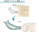 研究図・論文図・サイエンスイラストを作成します 医学・科学の模式図、シェーマ、学会用図版にも対応 イメージ4