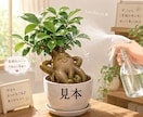 あなたの大切な植物ヒーリングします 生花、多肉植物、観葉植物、ハーブ、鉢植えの花、野菜ヒーリング イメージ3