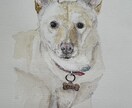 犬や猫の絵を描きます 画像からえんぴつや顔彩で絵を描きます。 イメージ3