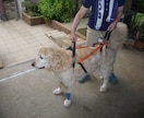 大型の老犬・障害犬の介護ハーネスを製作します 立ち上がり補助や歩行介助の初期から、終末期ケアまで使えます イメージ3