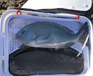 グレ釣りのコツを教えます 数々のグレ釣りトーナメントで戦ってる釣り方です イメージ1