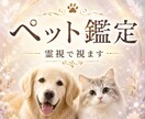 ペット鑑定 | 天国の家族とつなげます 虹の橋のあの子の想い、届けます イメージ1